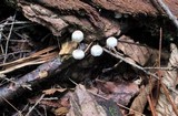 Mycetinis opacus image