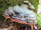 Fomitopsis mounceae image