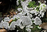 Kretzschmaria deusta image