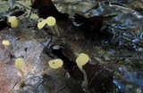Mitrula elegans image