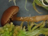 Galerina paludosa image