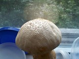 Amanita ravenelii image