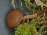 Galerina paludosa image