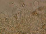 Galerina paludosa image