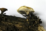 Polyporus leptocephalus image
