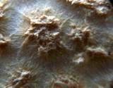 Amanita ravenelii image