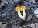 Hygrocybe acutoconica image