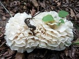 Hydnopolyporus palmatus image
