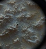 Amanita ravenelii image