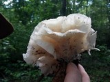 Hydnopolyporus palmatus image