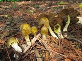 Bolbitius titubans var. olivaceus image