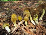 Bolbitius titubans var. olivaceus image