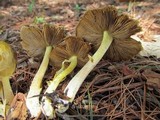 Bolbitius titubans var. olivaceus image