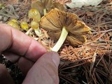 Bolbitius titubans var. olivaceus image
