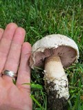 Agaricus bitorquis image