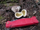Lycoperdon subcretaceum image