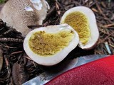 Lycoperdon subcretaceum image