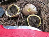 Lycoperdon subcretaceum image