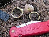 Lycoperdon subcretaceum image