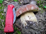 Boletus rex-veris image