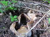 Sarcosphaera coronaria image