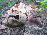 Sarcosphaera coronaria image