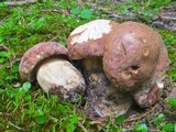 Boletus rex-veris image