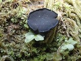 Pseudoplectania nigrella image