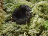 Pseudoplectania nigrella image