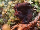 Pseudoplectania nigrella image