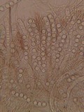 Pseudoplectania nigrella image