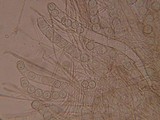 Pseudoplectania nigrella image