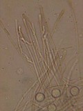 Pseudoplectania nigrella image