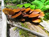 Kuehneromyces lignicola image