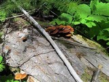 Kuehneromyces lignicola image