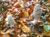Coprinopsis picacea image