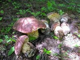 Boletus rex-veris image