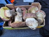 Boletus rex-veris image