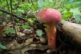 Boletochaete bicolor image