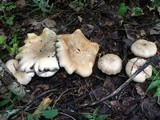 Leucopaxillus albissimus image