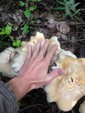 Leucopaxillus albissimus image