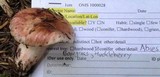Hygrophorus purpurascens image