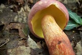 Boletochaete bicolor image