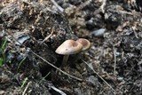 Panaeolus cinctulus image
