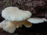 Pleurotus pulmonarius image
