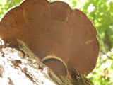 Phellinus robiniae image