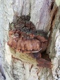 Phellinus robiniae image
