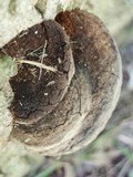 Phellinus robiniae image