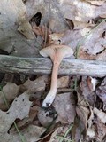 Lactarius theiogalus image