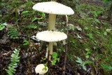 Amanita rhopalopus image